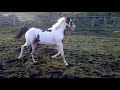 Pow Wow - 2 years old, Registered American Paint Horse, Frame Overo