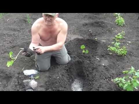 Кабачки высадка рассады в открытый грунт 47