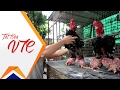 Chiêm ngưỡng các giống gà ‘độc nhất vô nhị’ | VTC