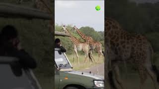 Как Отличить Самца Жирафа От Самки