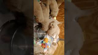 Puppies in the water bowl