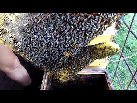 Как сажать пчел на спину 924