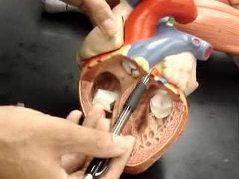Humananatomy361 human heart model - YouTube
