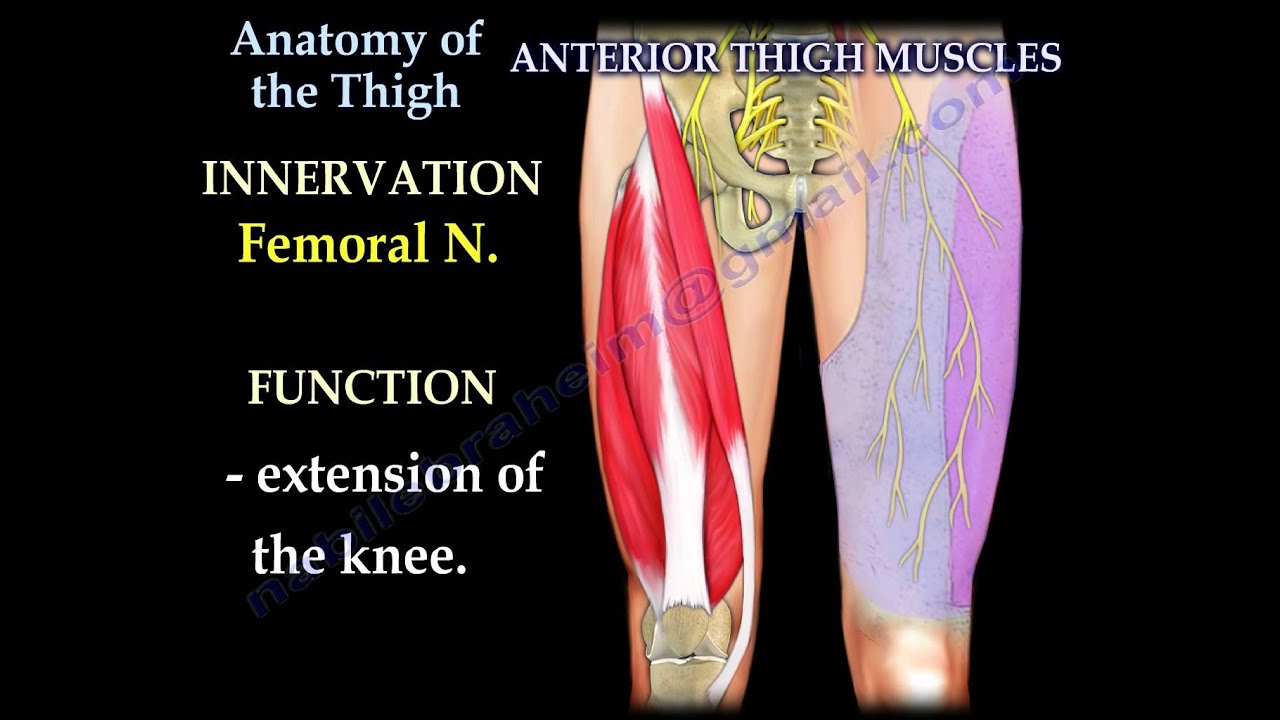 Anatomy Of The Thigh - Everything You Need To Know - Dr. Nabil Ebraheim