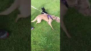 Mylo The Patterdale Terrier