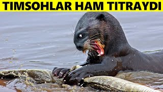 Ilonlar Va Hatto Timsohlar Bu Hayvondan Qorqishadi