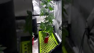 The Best Beginners Led Grow Light---Marshydro Ts1000