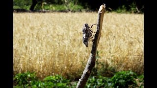 Ağustos Böceği Sesi Cicada Sound