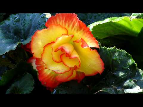 KENNY G - FOREVER IN LOVE - PRETTY FLOWERS FOR YOU MY LOVE