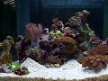 3 Gallon Picotope Zoa garden