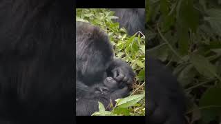 Mom Love
