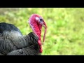 Turkey Call - Turkey Sound ~ Learn The Sound a Turkey Makes