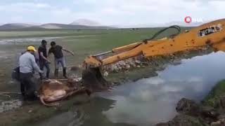 Çaldıranda Beli Kırılan Inek Iş Makinesi Ile Kurtarıldı