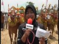 Budaya Sapi Sonok images Budaya Sapi Sonok