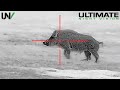 Hunting Big Boars with High Definition Thermal 1280x1024