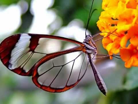 Gato Barbieri - Butterfly (Гато Барбьери - Бабочка)