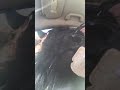 My friend sent me this video of a bison in his car with no co...