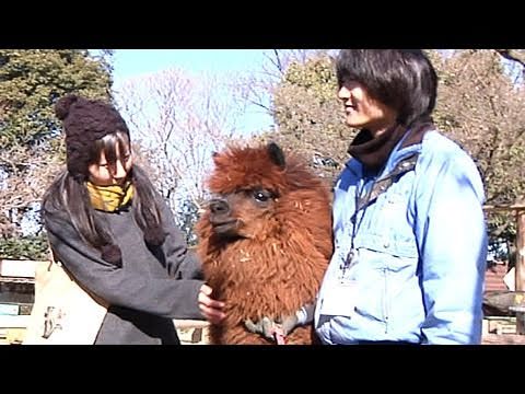 冬季限定 アルパカのふれあい - 埼玉県こども動物自然公園 -