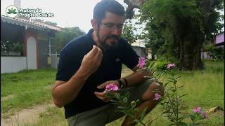 Você já viu essa florzinha em alguma jardim? Pois saiba que ela é um importante medicamento natural