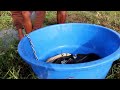 Fishing video || The smart boy catching fish in our village field || Interesting hook fishing