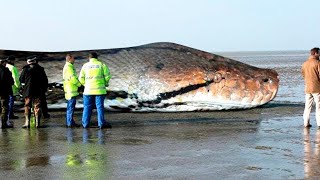 Titanoboa Yılınanının Soyu Tükenmemiş Olmayaydı. Ne olurdu?