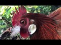 Bẫy gà rừng và cái kết nhanh không tưởng .