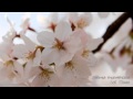 Martin Gustafsson - Aoi Ringo