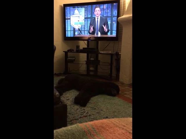 Dog Runs To Bed When TV Is Turned Off - Video