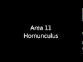 Area 11 - Homunculus
