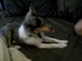 BluemerleSheltie