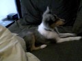 BluemerleSheltie