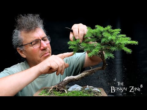 Pruning My Birds Nest Spruce and More, The Bonsai Zone, June 2021