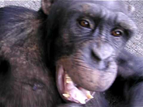 チンパンジーの笑い声