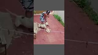 World most dangerous dog Pitbull Attack | POTPET