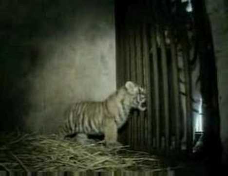 Siberian Tiger Cubs Wallpaper. wallpaper tiger cub. Siberian Tiger Cubs Wallpaper.