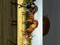 Cara mengawinkan kuda