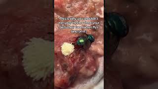 Fly Laying Maggots On Food