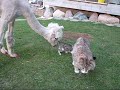 Lacey the manicured alpaca meets baby kitten