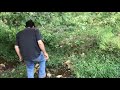 Tagging a newborn calf, almost got run over by the cow