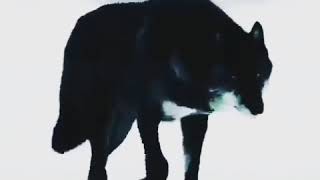 Mənalı Sozler