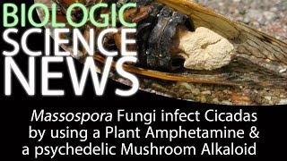 Science News - Massospora Fungi infect Cicadas by using a Plant Amphetamine & a Mushroom Alkaloid