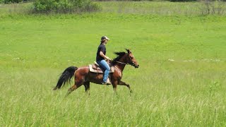 Virtual Trail Ride With My Horse