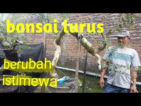 cara merubah batang serut yg lurus menjadi meliuk liuk