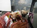 小さい犬がタイのシラチャのロイ島にいた／Young dogs at Roy Island, Sriracha,Thailand