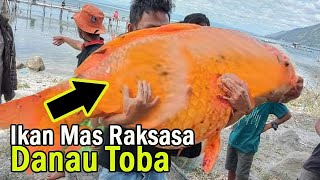 Misteri Penangkapan Ikan Mas Di Danau Toba