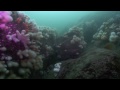 Diving in St Abbs
