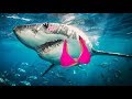 WATCH US BANG HOT SHARKS (Shark Dating Simulator XL - Part 1)
