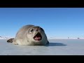 Seal Pup Goes for a Swim