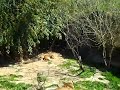 Big lazy cats