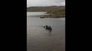 Jagd Terrier And Rottweiler Enjoying Some Swimming.
